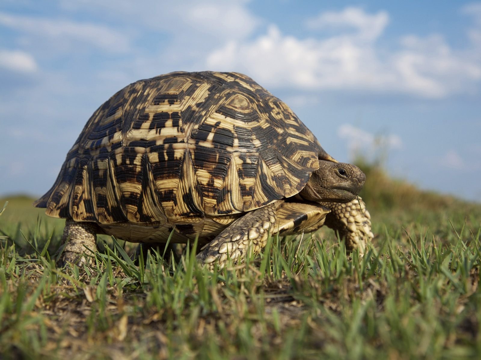 Download Animal Tortoise Wallpaper