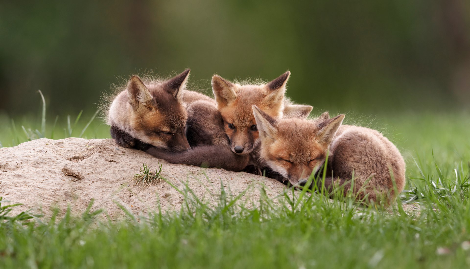 Download Cub Animal Fox HD Wallpaper