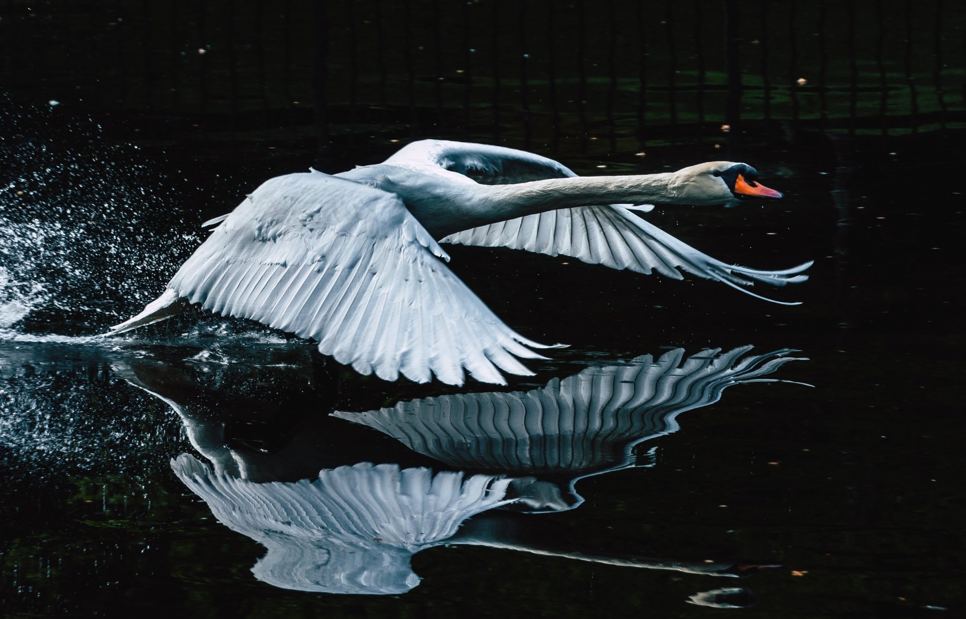 Download Reflection Animal Mute Swan HD Wallpaper