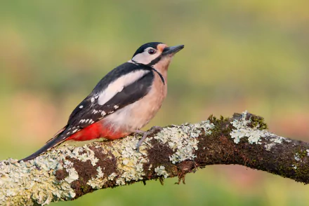 Animal woodpecker HD Desktop Wallpaper | Background Image
