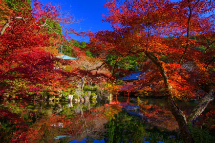 Vivid 4K Ultra HD image of a man-made Japanese garden reflecting vibrant autumn foliage and a serene blue sky on calm water.