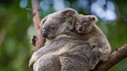 A baby koala clings to its mother on a tree branch in a 4K Ultra HD PC desktop wallpaper showcasing the close bond between these adorable animals.