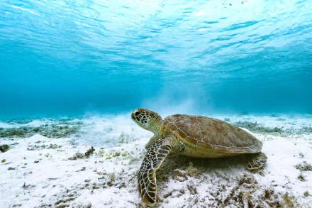 underwater Animal sea turtle HD Desktop Wallpaper | Background Image