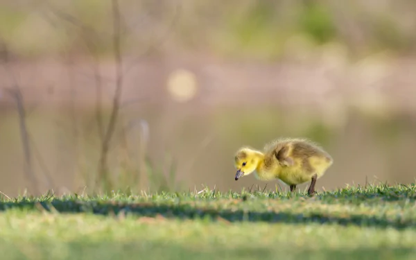 baby animal Animal canada goose HD Desktop Wallpaper | Background Image