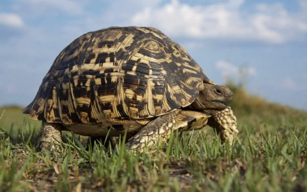 HD desktop wallpaper featuring a close-up of a tortoise walking on grass under a blue sky.