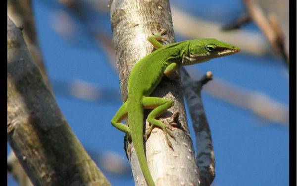 Animal green anole HD Desktop Wallpaper | Background Image