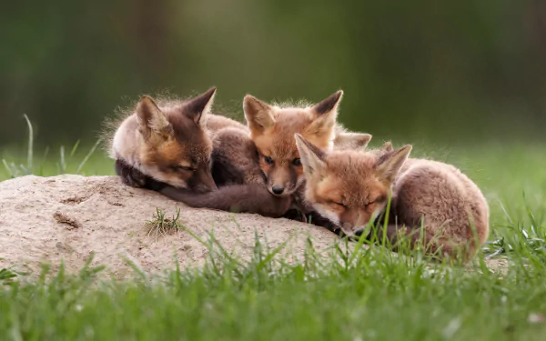  Three fox cubs sleeping together.