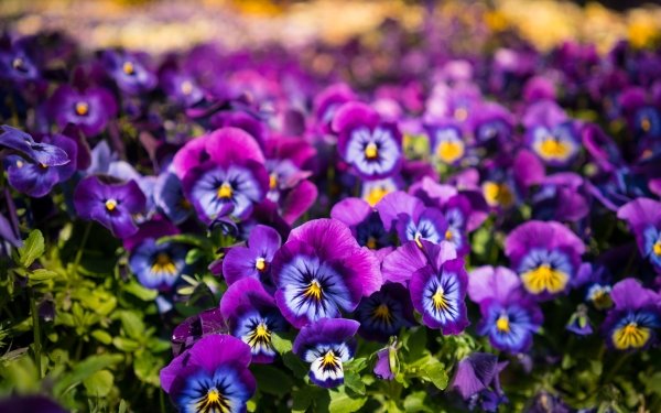 Nature Pansy Flowers HD Wallpaper | Background Image