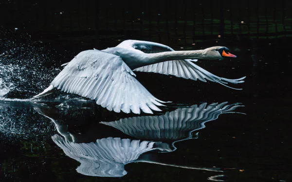 reflection Animal mute swan HD Desktop Wallpaper | Background Image
