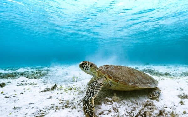 Animal Sea Turtle Turtles Underwater HD Wallpaper | Background Image