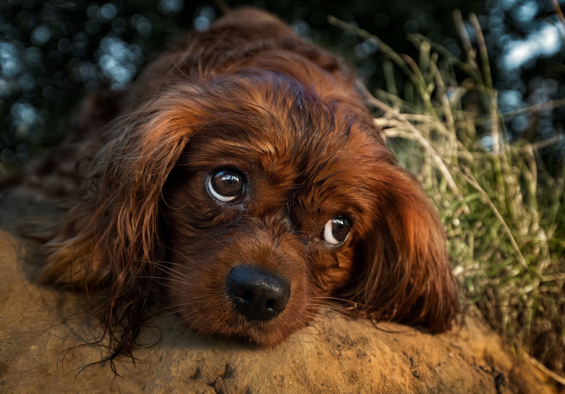 Download Animal King Charles Spaniel HD Wallpaper