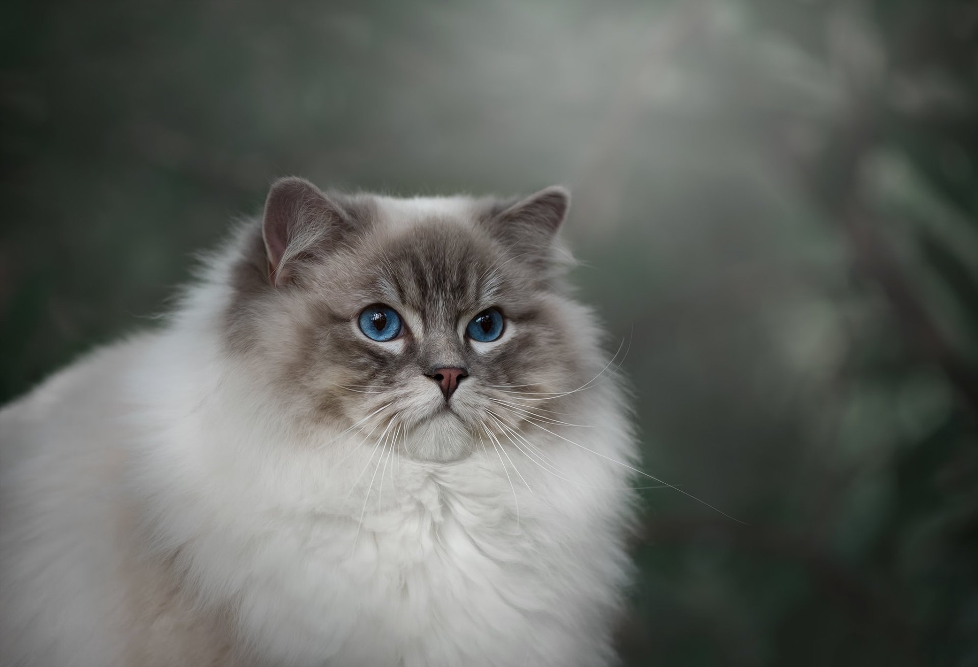 Download Ragdoll Animal Cat HD Wallpaper