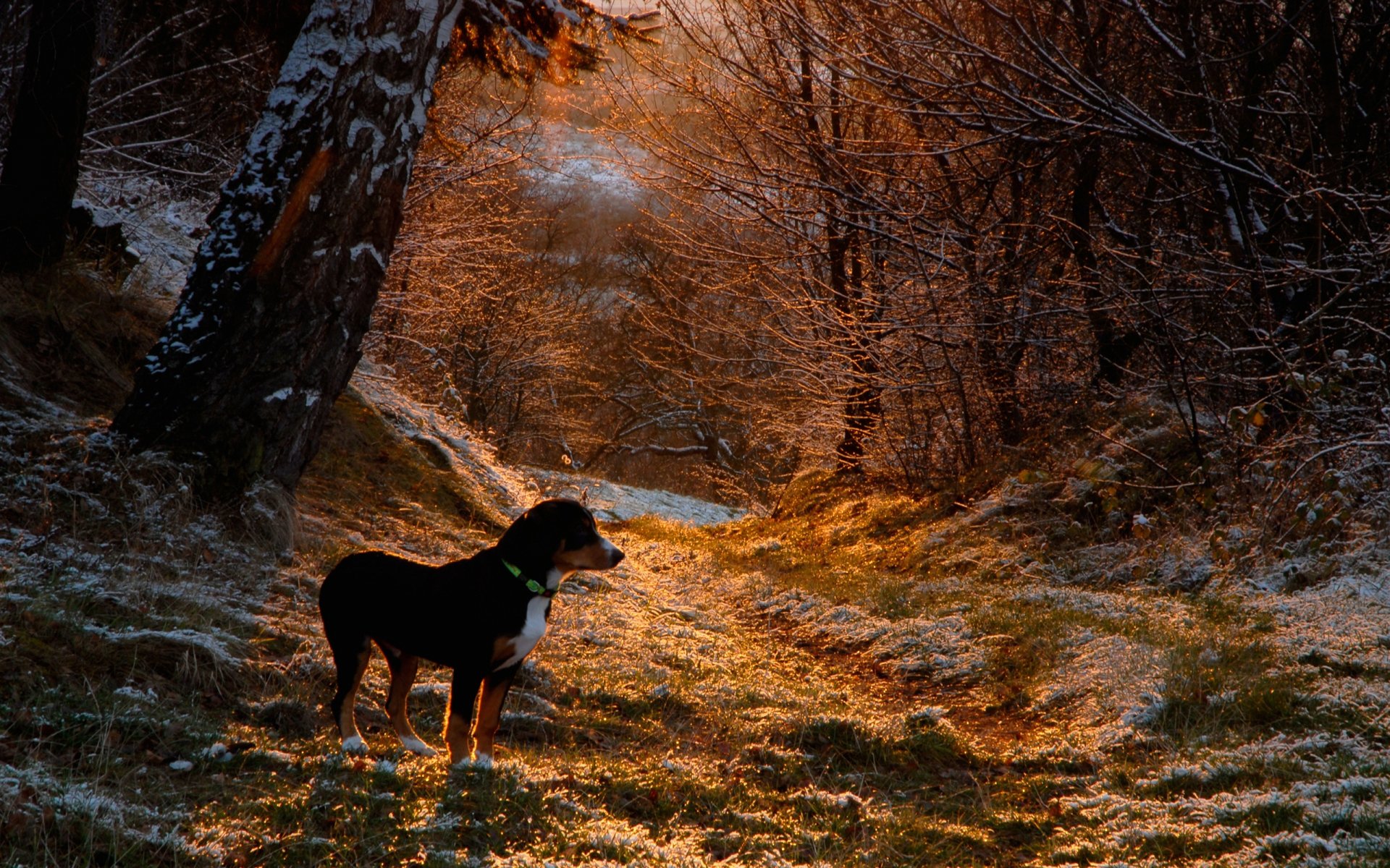 Download Animal Dog HD Wallpaper | 2560x1600 | Wallpaper Abyss