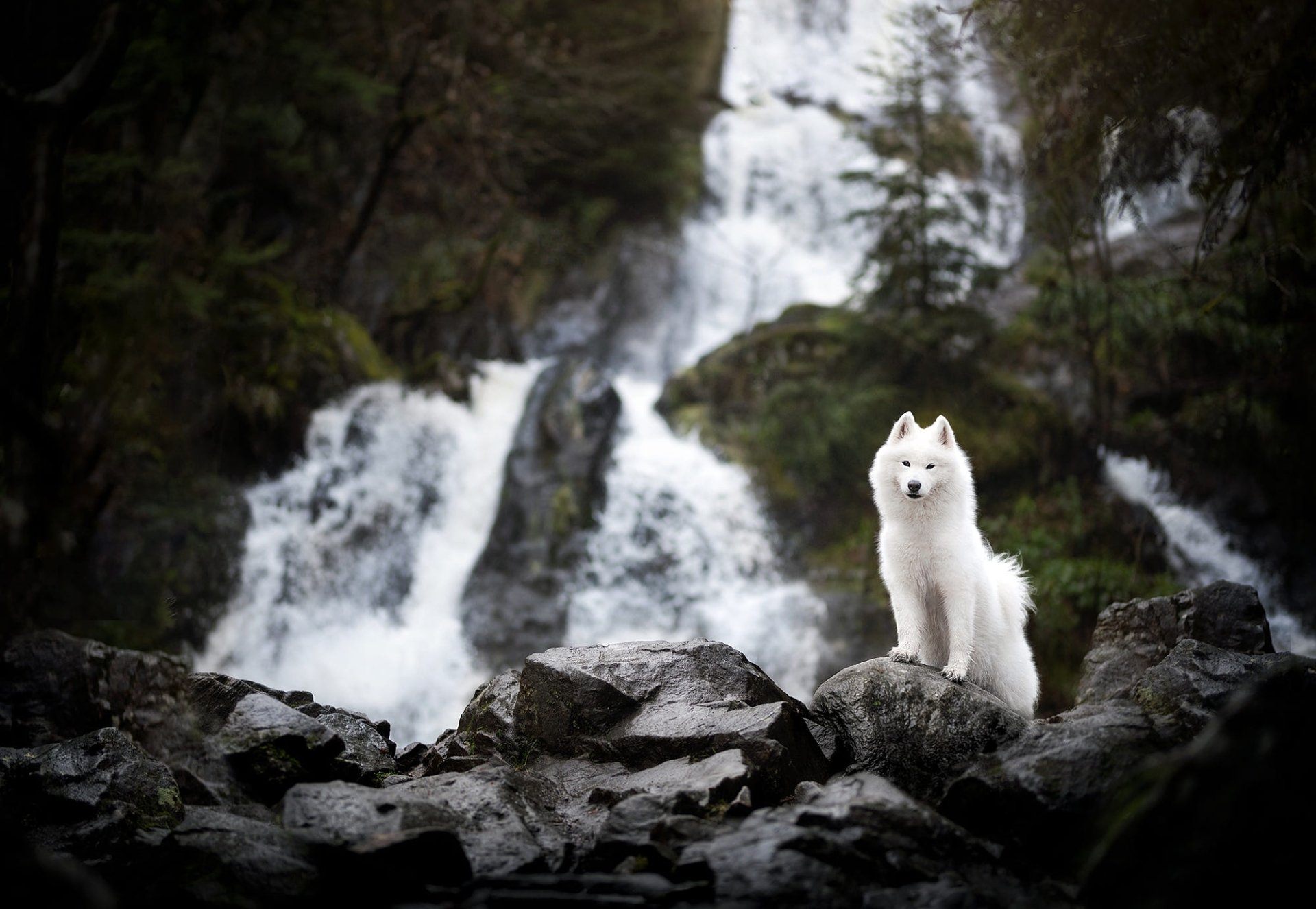 Download Animal Samoyed HD Wallpaper