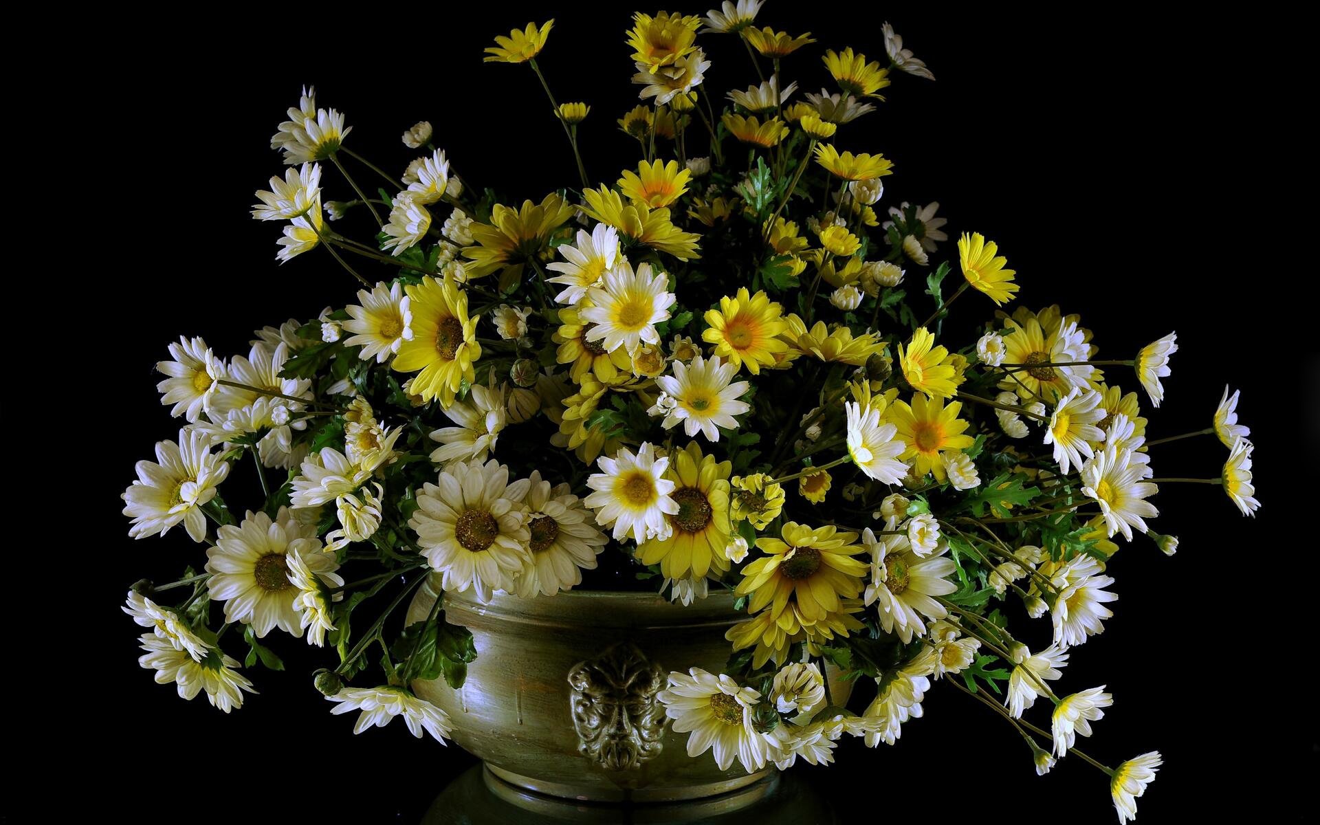 Download Flower Photography Still Life HD Wallpaper