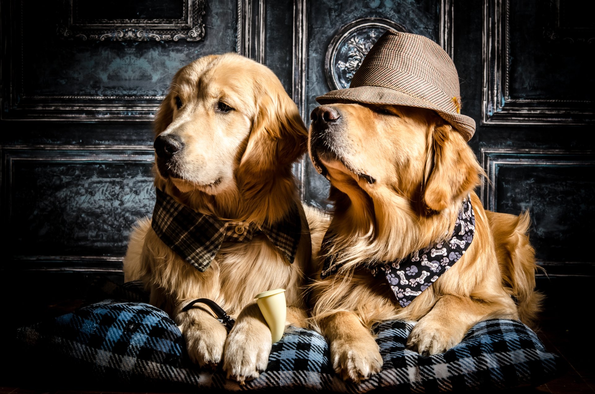 Download Animal Golden Retriever 4k Ultra HD Wallpaper