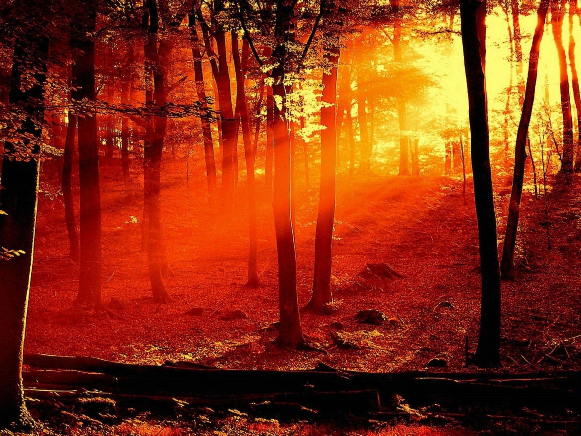 HD PC desktop wallpaper and background of a nature sunset: golden-orange sunlight streams through tall trees, casting warm rays across a quiet, leaf-strewn forest floor.