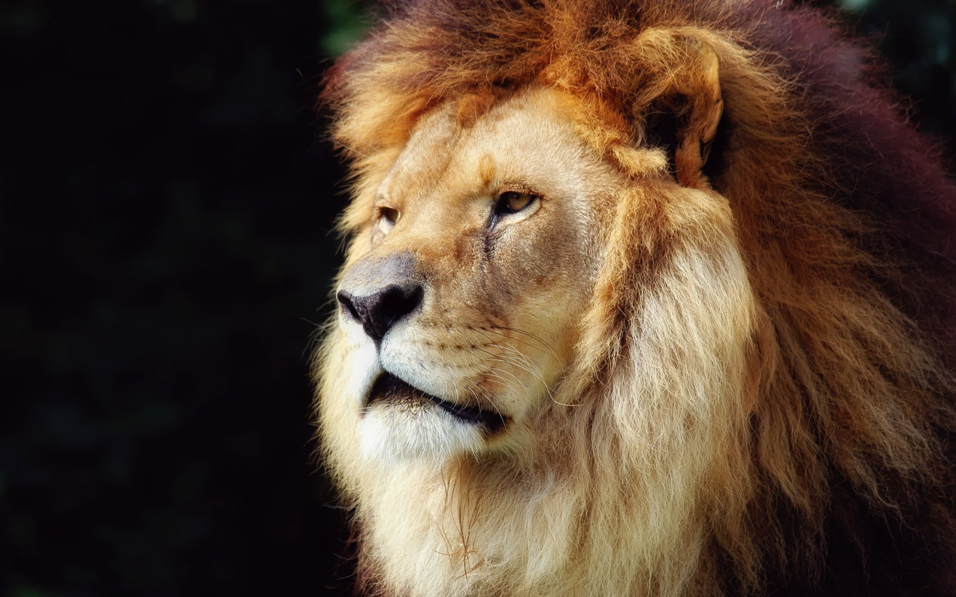 Close-up portrait of a male lion with a full mane against a dark backdrop — 2K Quad HD PC desktop wallpaper/background.