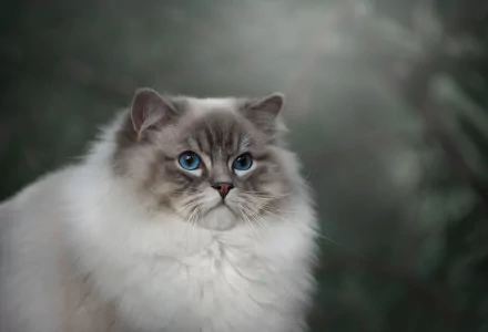 ragdoll Animal cat HD Desktop Wallpaper | Background Image