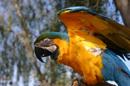 HD desktop wallpaper of a vibrant blue-and-yellow macaw with wings partially spread against a blurred natural background.