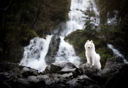 Animal samoyed HD Desktop Wallpaper | Background Image