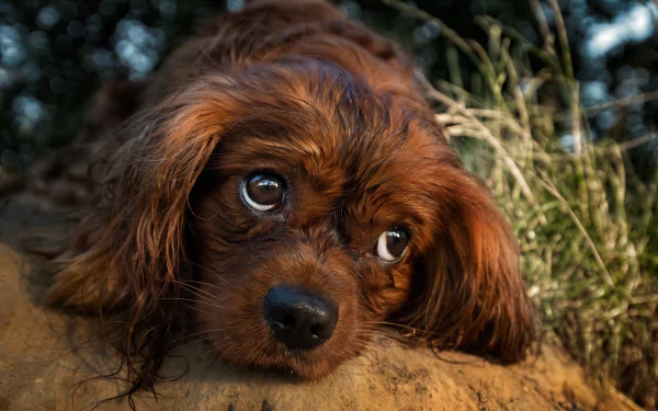 Animal King Charles Spaniel HD Desktop Wallpaper | Background Image