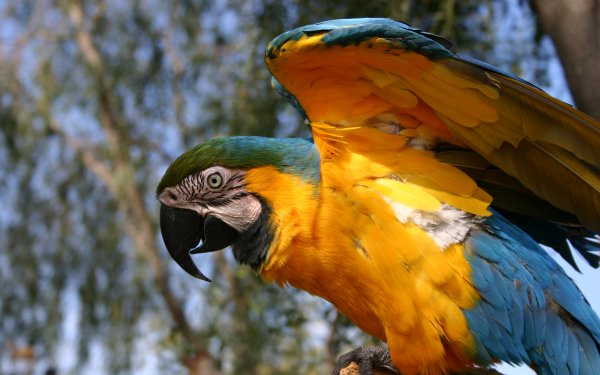 Animal Blue-and-yellow Macaw Birds Parrots HD Wallpaper | Background Image