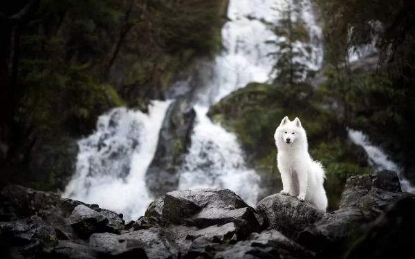 Animal samoyed HD Desktop Wallpaper | Background Image