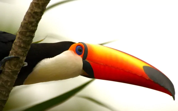Animal toco toucan HD Desktop Wallpaper | Background Image