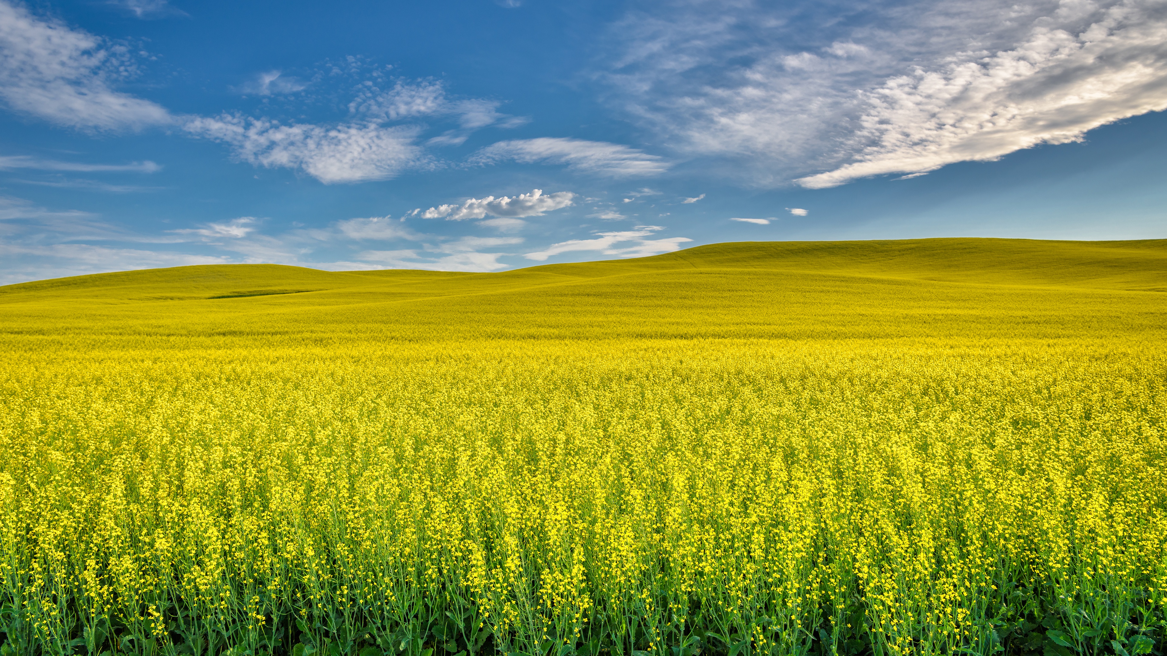 Nature Rapeseed HD Wallpaper | Background Image