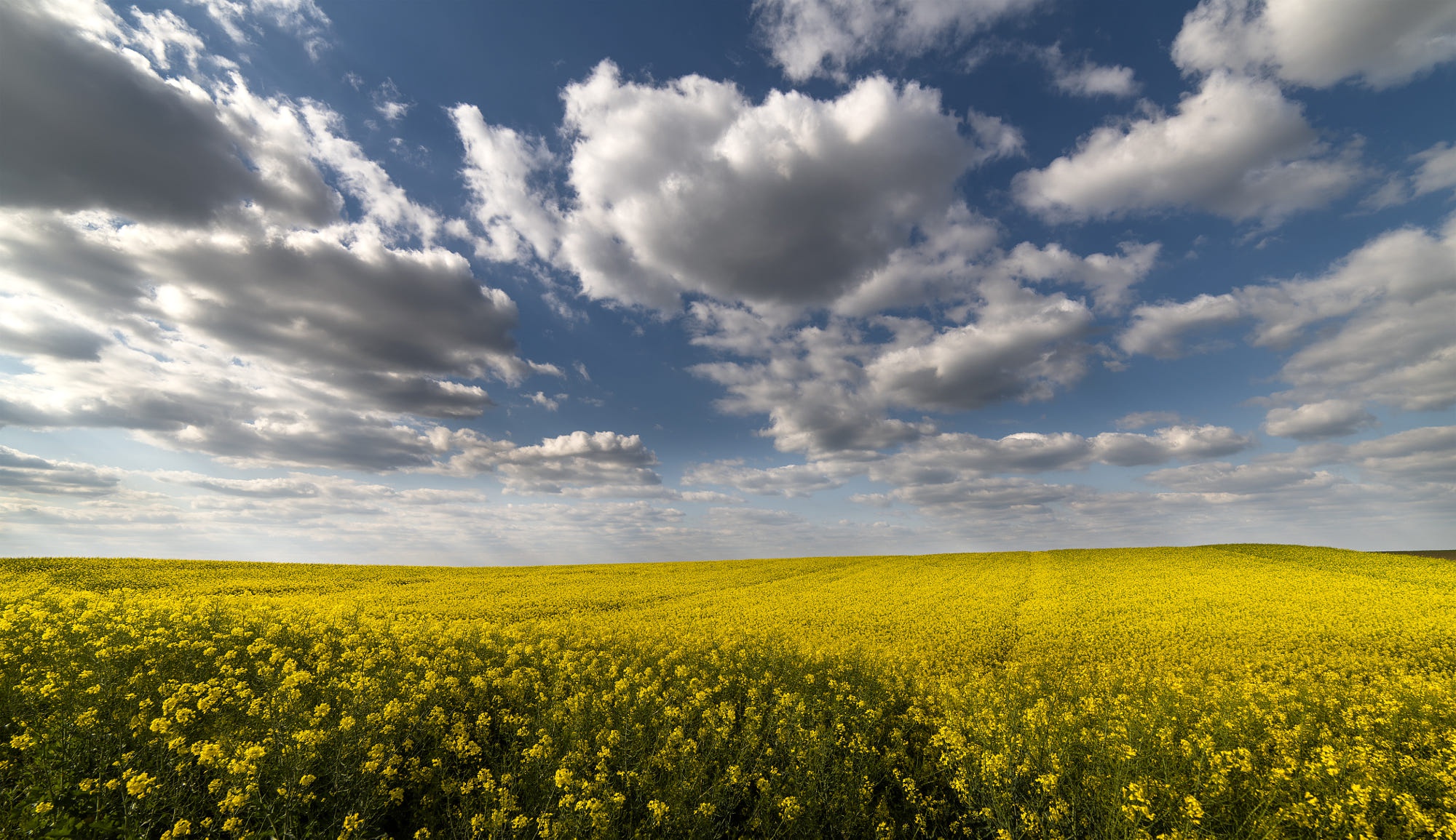 Download Field Nature Rapeseed HD Wallpaper