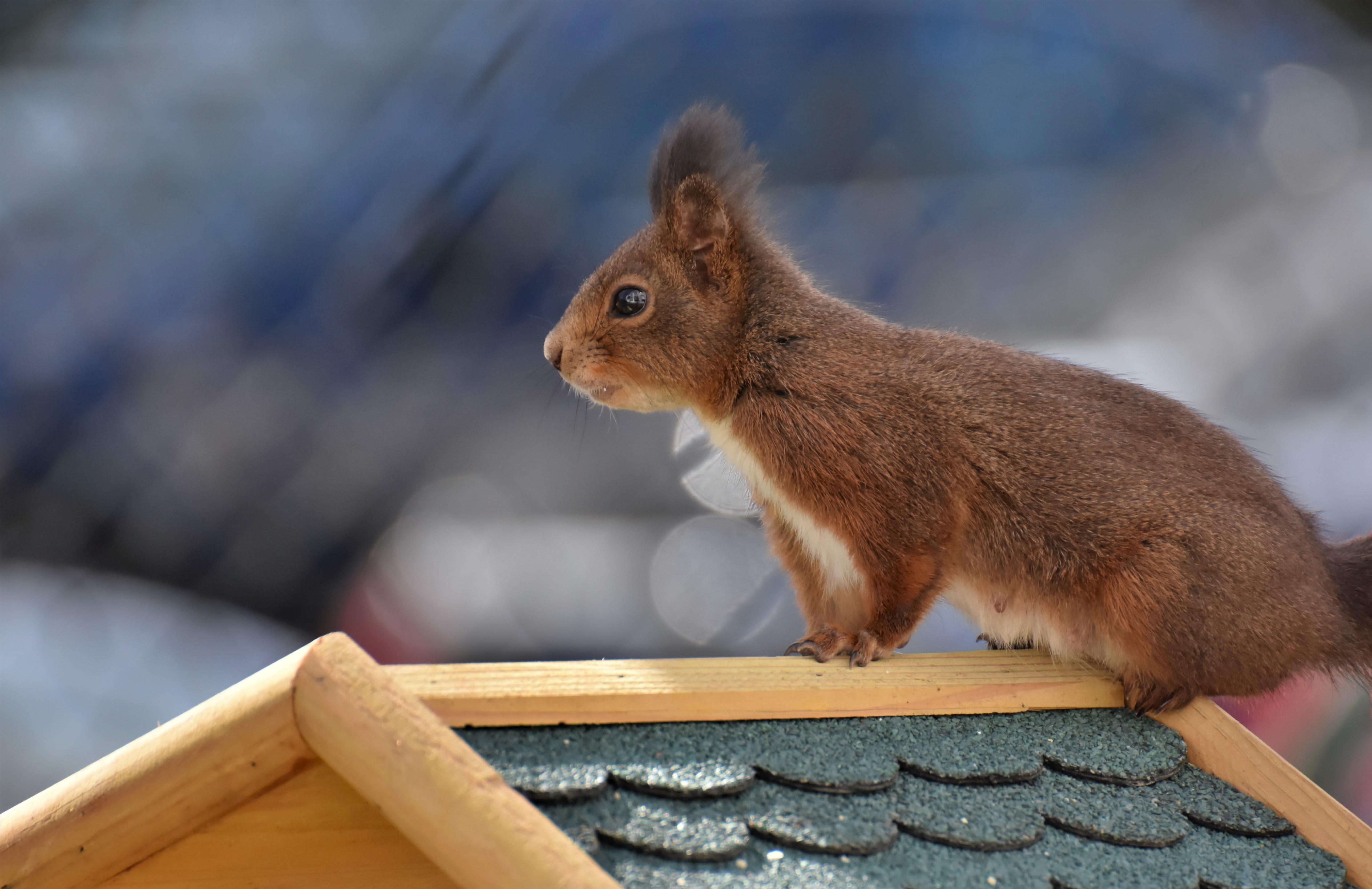 4 белка. Vivi_Squirrel фул