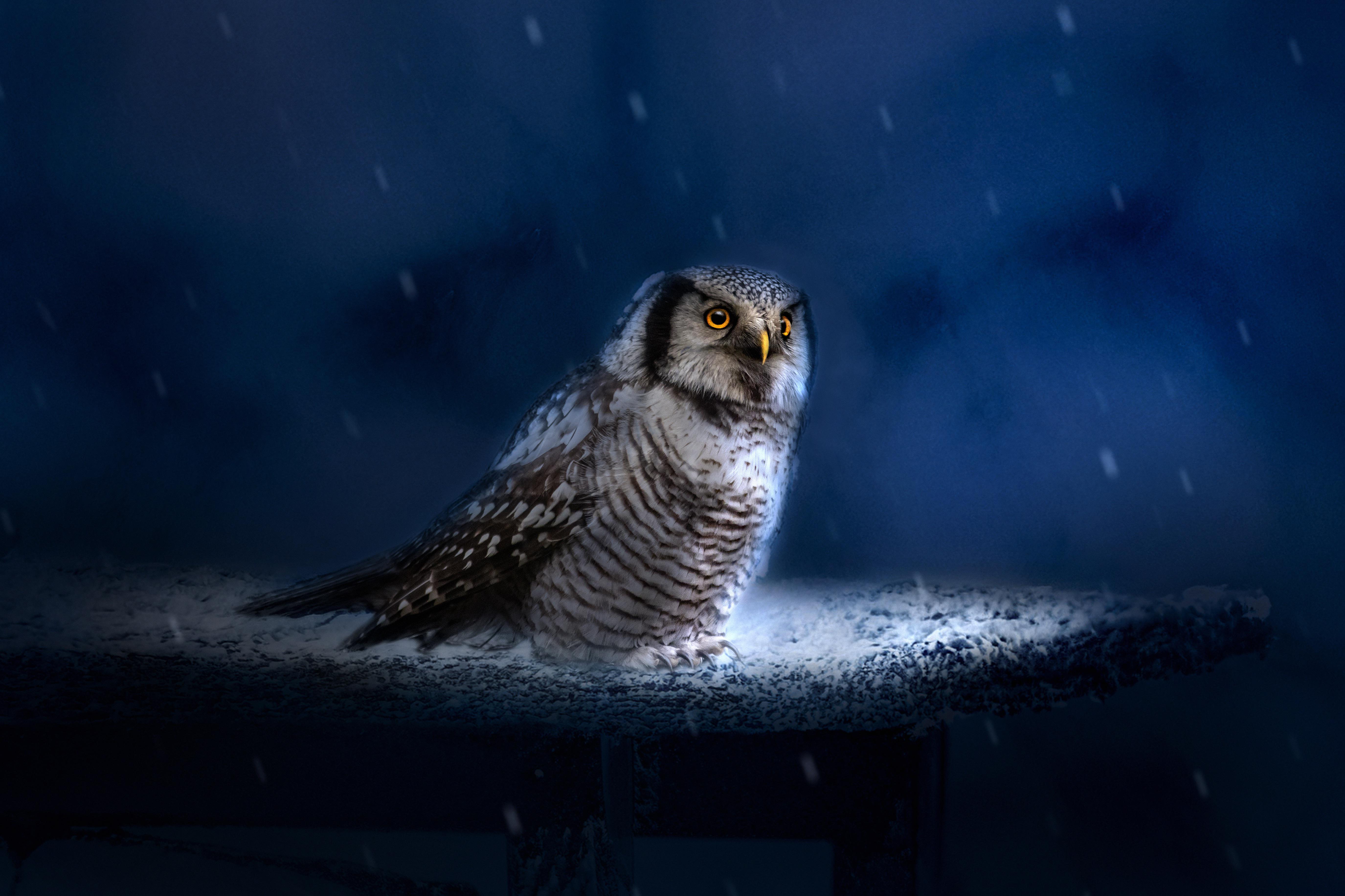 27 Cute Owl Wallpapers - Wallpaperboat