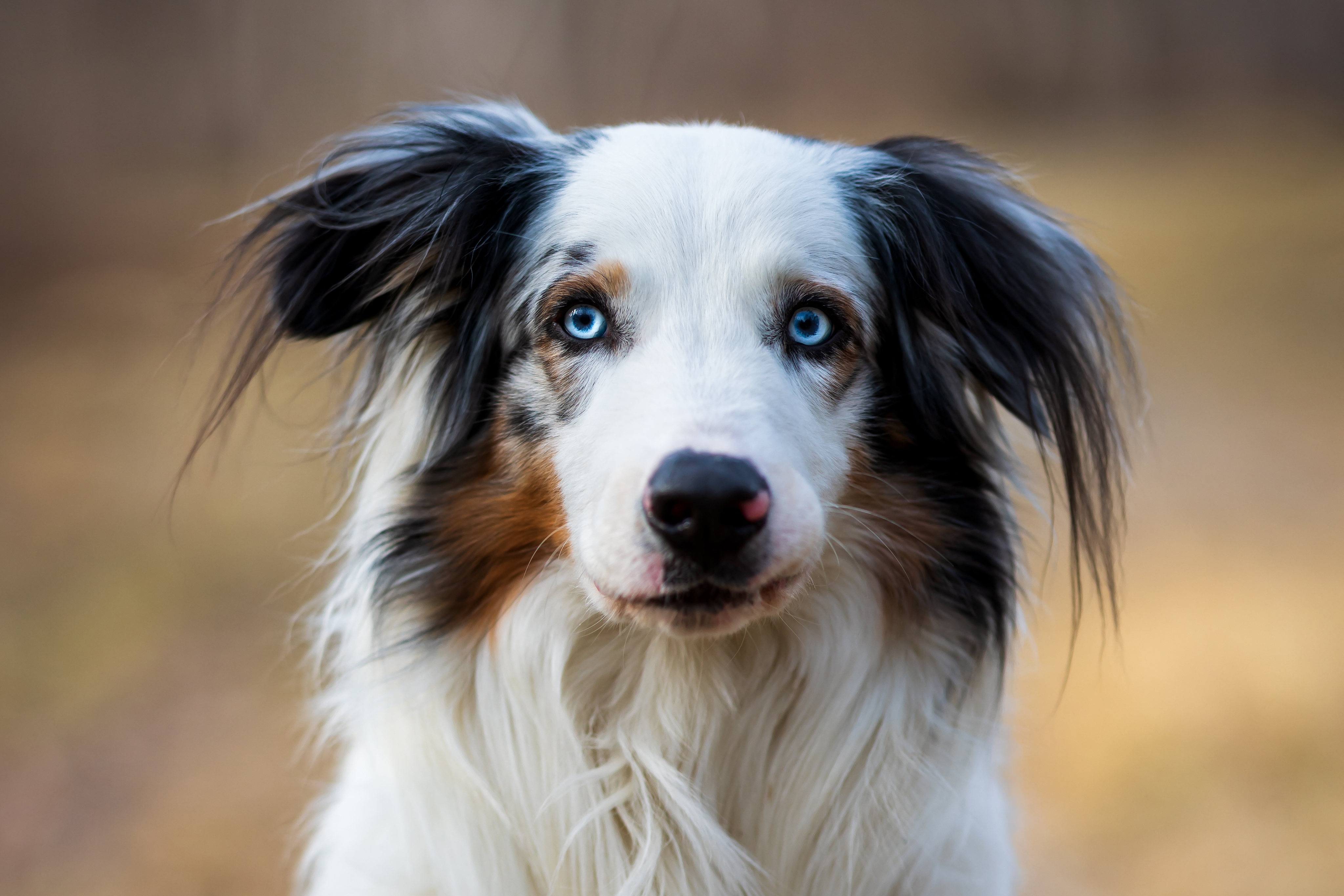 Download Animal Australian Shepherd 4k Ultra HD Wallpaper
