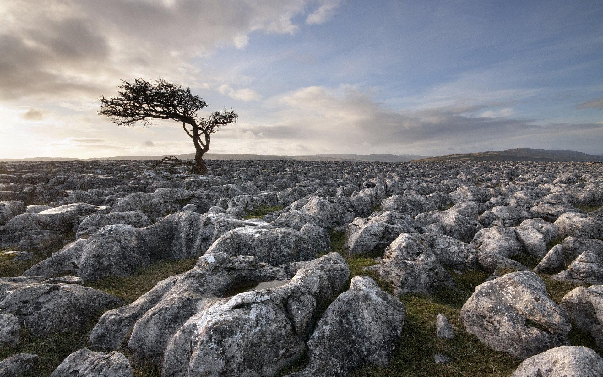 HD desktop wallpaper showcasing a solitary tree on a rugged rocky landscape under a cloudy sky, highlighting the raw beauty of nature.