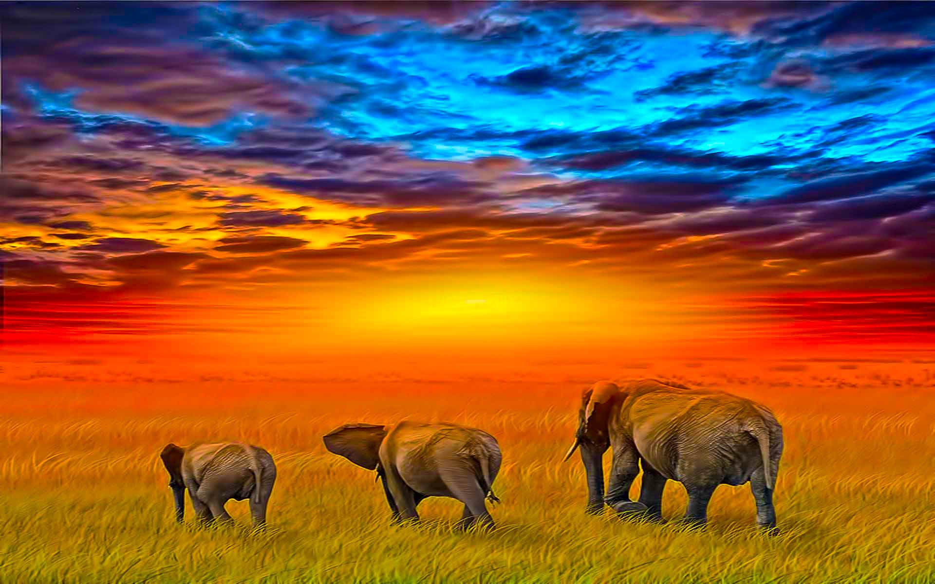 Download Animal African Bush Elephant  HD Wallpaper