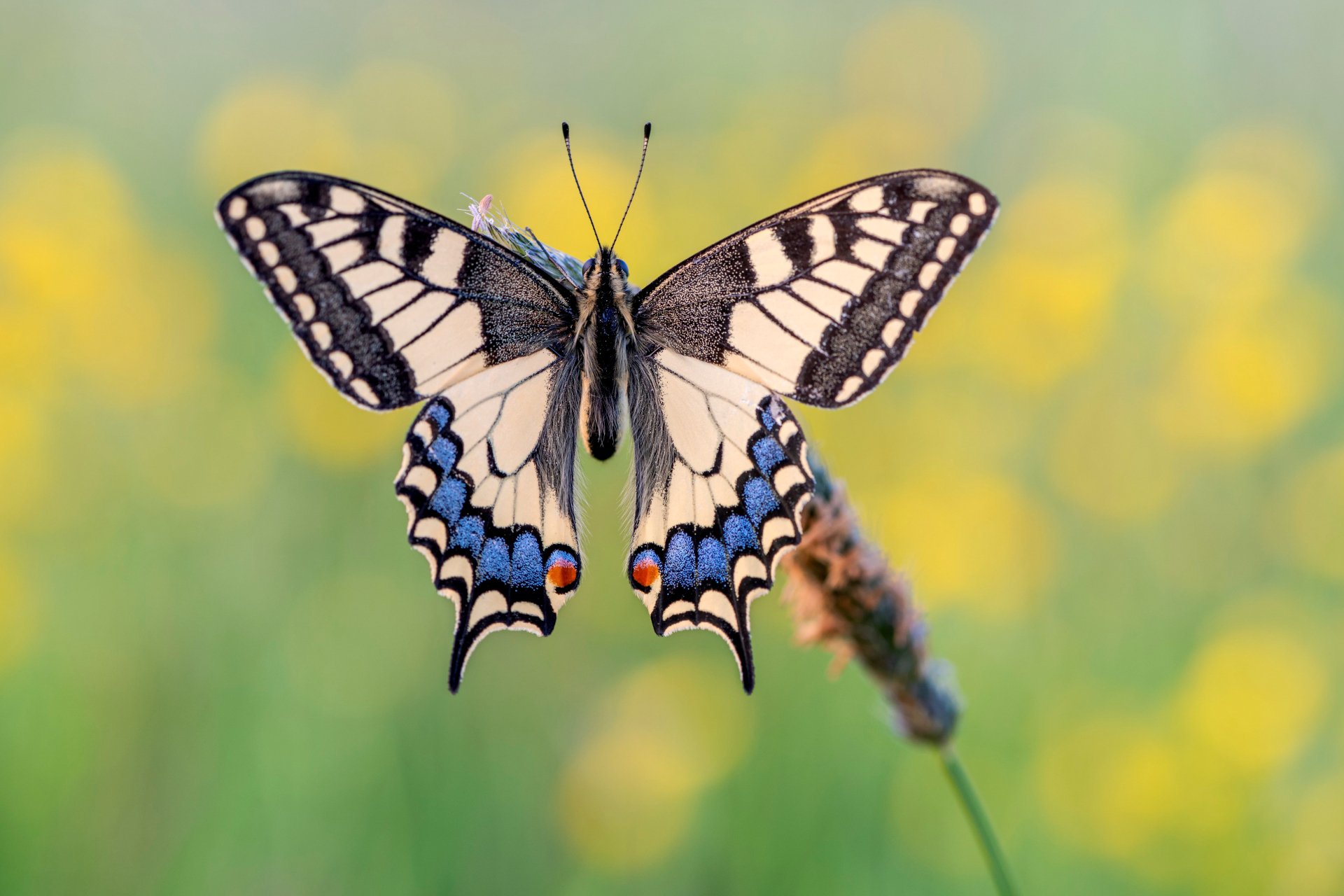 4K Ultra HD PC desktop wallpaper: close-up of an animal — a swallowtail butterfly with outstretched wings perched on a grass stalk against soft yellow-green bokeh.