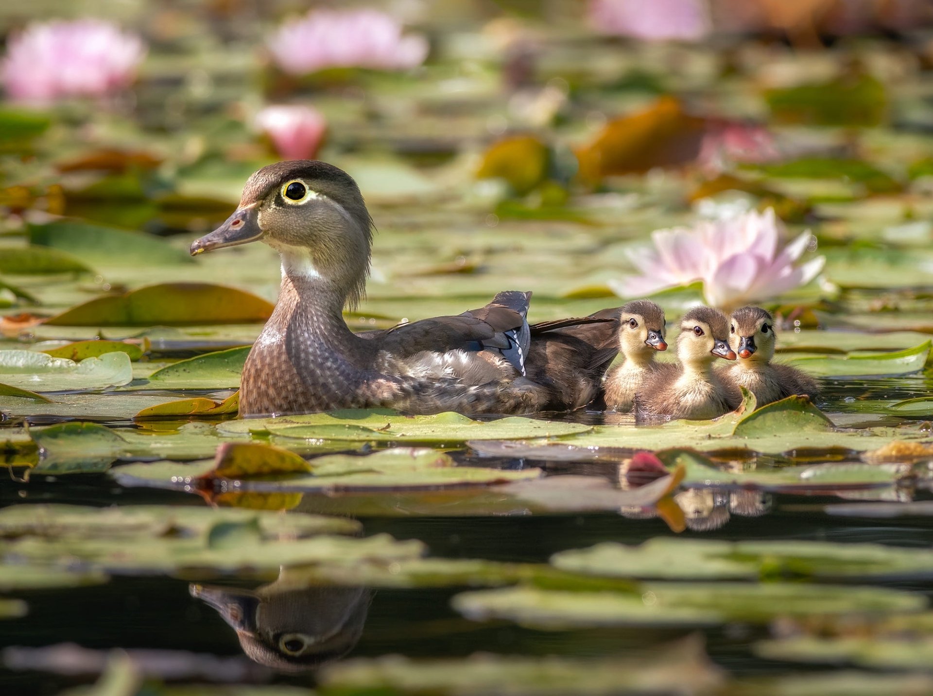 Download Duckling Animal Duck HD Wallpaper