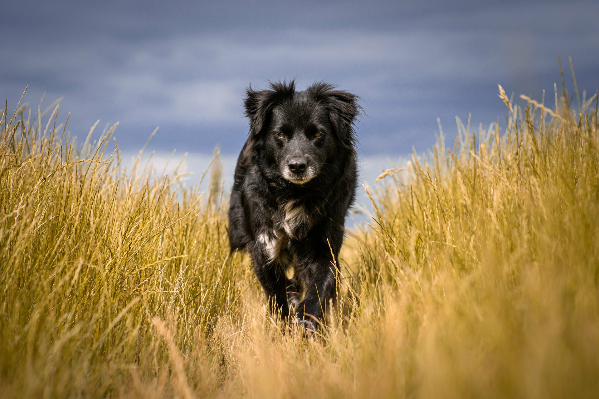 Download Animal Dog Black Dog 4k Ultra HD Wallpaper