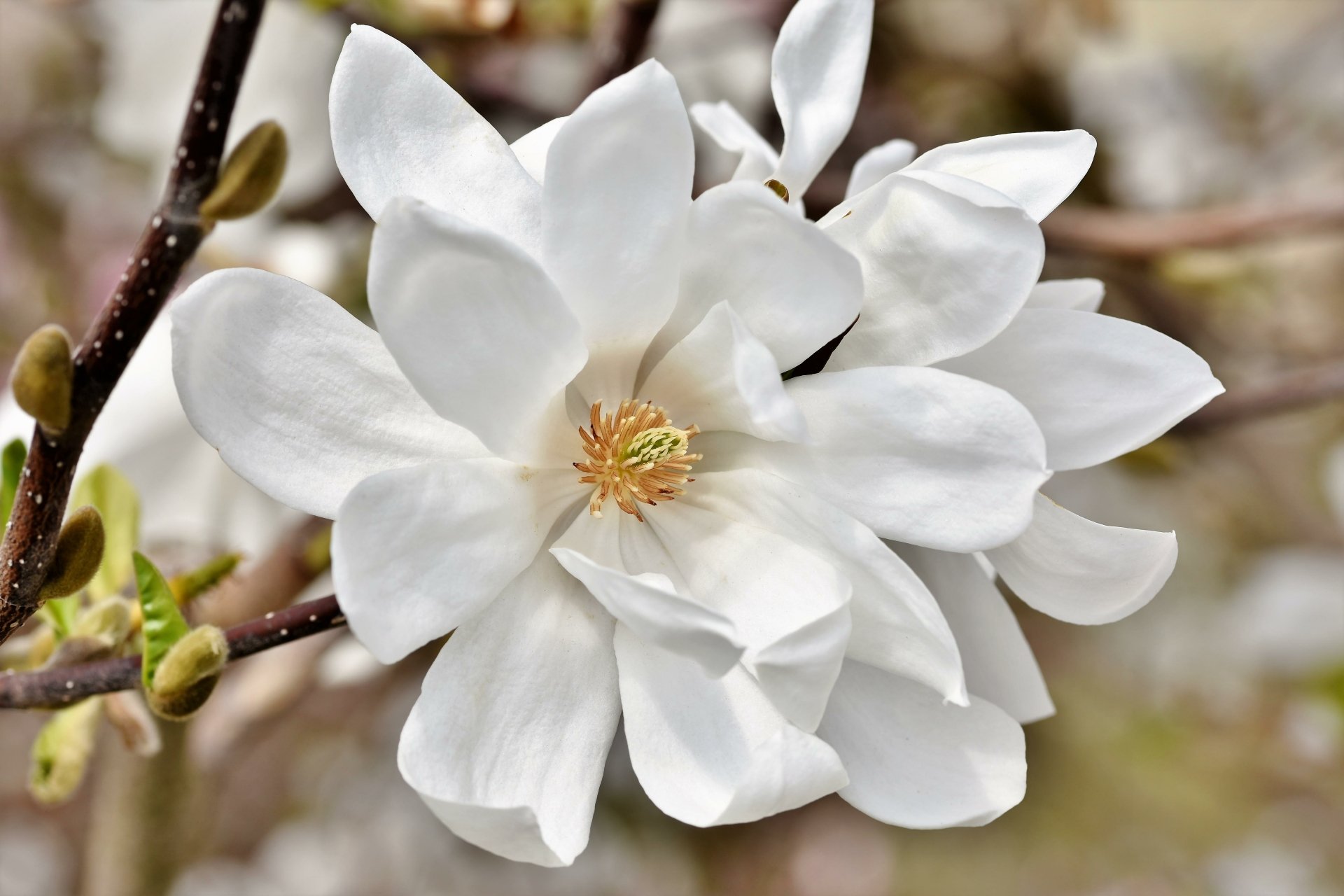 Download Nature Magnolia 4k Ultra HD Wallpaper by Ralphs_Fotos