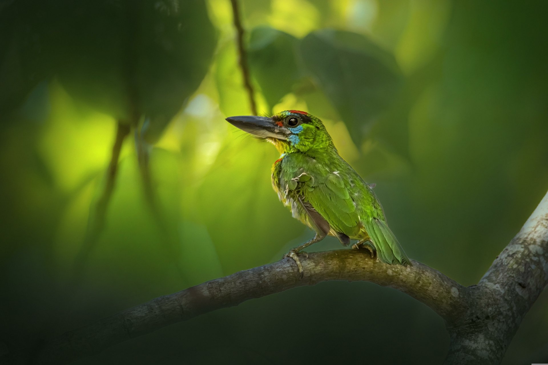 Download Red-Throated Barbet Animal Barbet 4k Ultra HD Wallpaper by Erik Karits