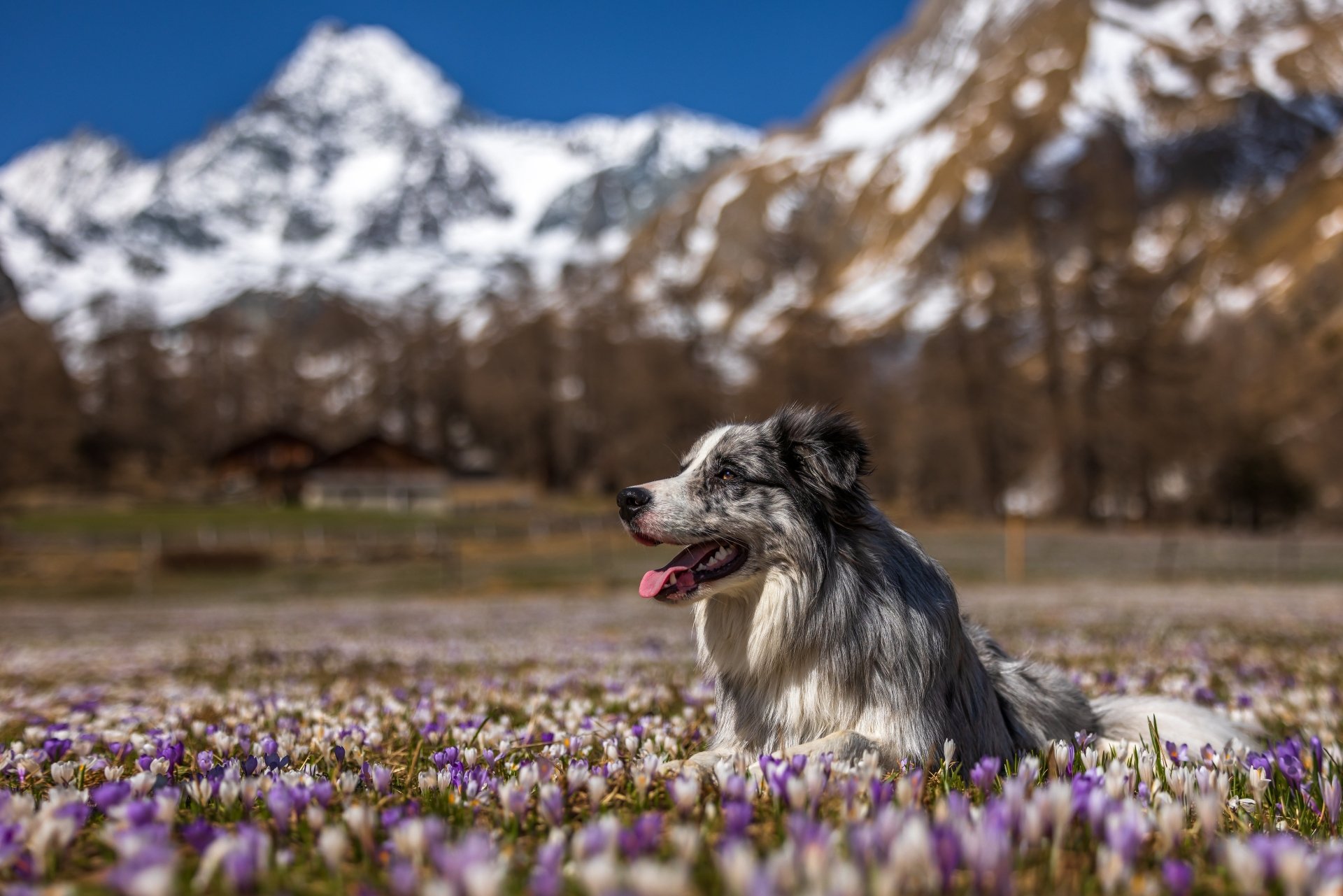 Download Animal Australian Shepherd 4k Ultra HD Wallpaper