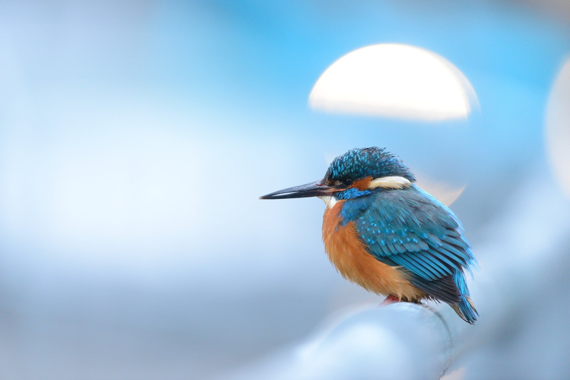 Download Animal Kingfisher 4k Ultra HD Wallpaper