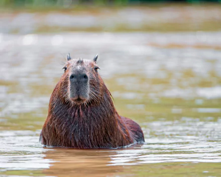 Animal capybara HD Desktop Wallpaper | Background Image