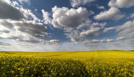 field nature rapeseed HD Desktop Wallpaper | Background Image