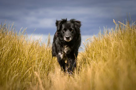 Animal dog Black Dog HD Desktop Wallpaper | Background Image