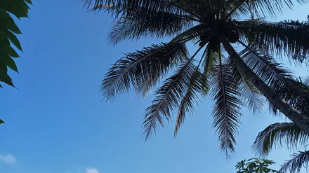 palm tree photography coconut HD Desktop Wallpaper | Background Image