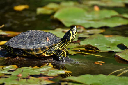 Animal turtle HD Desktop Wallpaper | Background Image