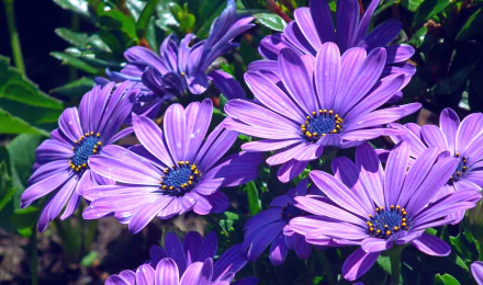 nature flower HD Desktop Wallpaper | Background Image