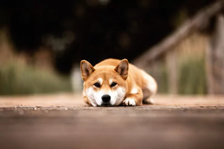 Animal shiba inu HD Desktop Wallpaper | Background Image